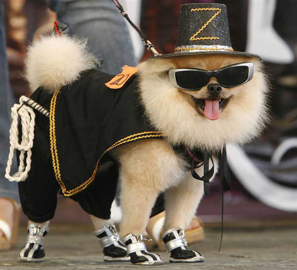 halloween dogs pets costumes fashion style inspiration holiday