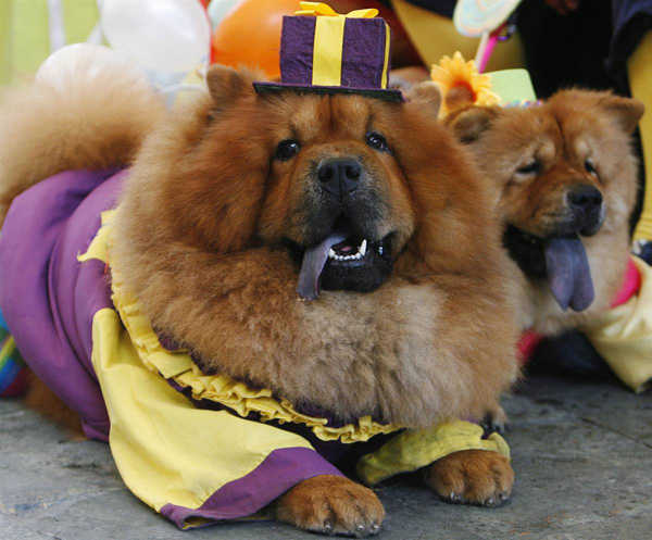 halloween dogs pets costumes fashion style inspiration holiday