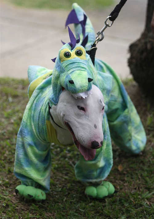 halloween dogs pets costume fashion style inspiration holiday