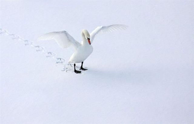 beautiful nature flying swan snow white birds foot prints colors energy therapy landscape
