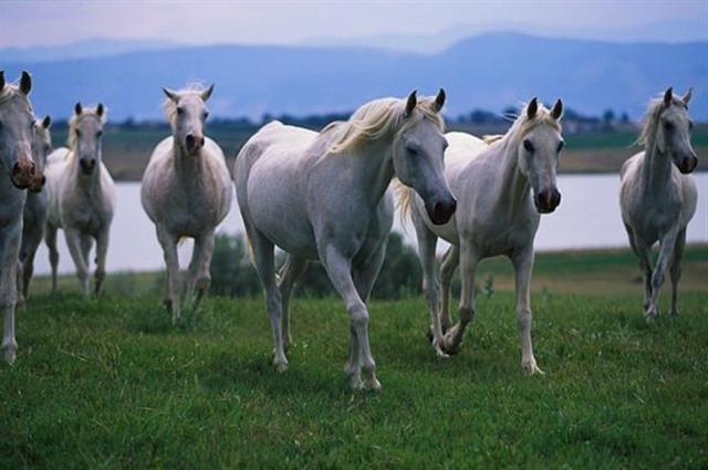 running white horses lanscape lake grass sky water colors energy therapy beautiful nature 